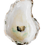 MULTI-USE SHELL SPOON REST