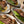 Steak Bed - Steak Sizzler Quartet
